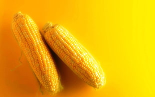 micro shot photography of two corns HD wallpaper