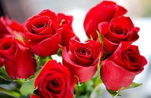 shallow focus photography of red roses