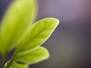 green leafed plant, macro, leaves, photography, plants