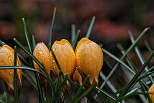 selective focus photo of yellow Crocus flowers HD wallpaper