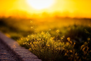 green leafed plant, sunlight, plants, depth of field, flowers