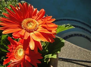 orange Daisy flower in bloom at daytime HD wallpaper