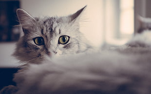 grayscale photo of long coated cat