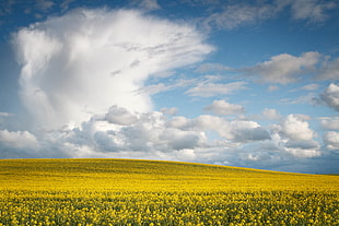 yellow flowers field under blue and white cloudy sky during daytime HD wallpaper