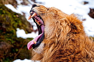 photography of lion roaring HD wallpaper