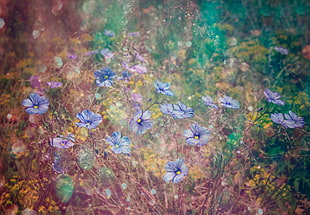 lavender flowers HD wallpaper