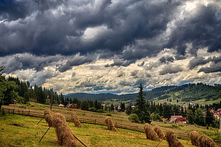 brown hay near green tress under dark sky during day time HD wallpaper