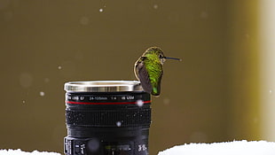 green and white hummingbird, birds, macro, snow, lens HD wallpaper