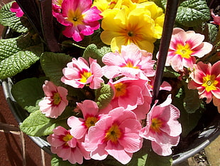 pink Geranium flowers ] HD wallpaper