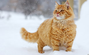 brown Persian cat, animals, cat, snow HD wallpaper