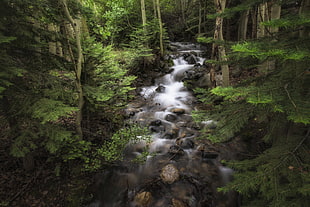 nature photography of running water between rocks and trees HD wallpaper