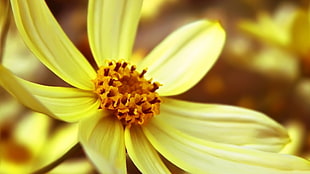 pink and yellow petaled flower, nature, macro, flowers