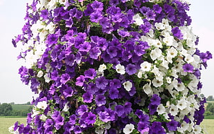 purple and white Petunia flowers HD wallpaper