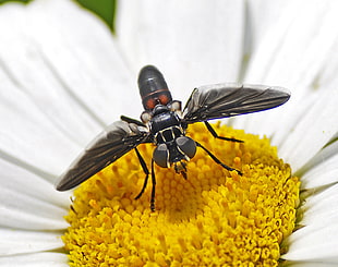 black and grey Fly on white Daisy flower HD wallpaper