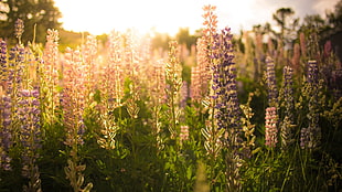 filed of lavender flowers, flowers, nature, sunlight, lavender HD wallpaper