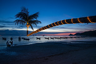 photo of palm tree with string light near ocean at night