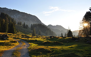 green trees near pathway during daytime HD wallpaper