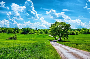 green grass field, field, grass, trees