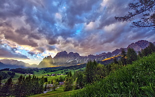 green grass field, landscape, nature