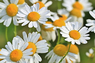 white and red petaled flowers