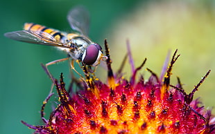Robber Fly on yellow flower in closeup shot HD wallpaper
