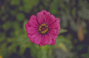 red zinnia flower, Flower, Pink, Petals