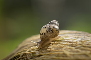 macro photography of brown snail