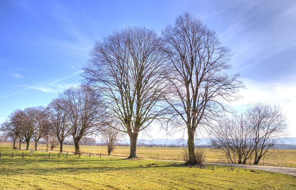 road between brown baretrees surrounded with green grasses HD wallpaper