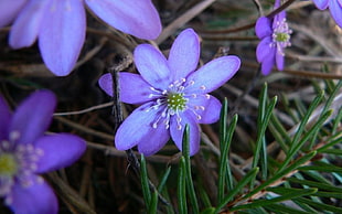 purple petaled flower photo HD wallpaper