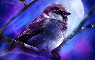 brown Sparrow under fullmoon painting HD wallpaper