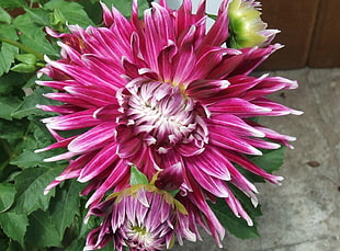 pink dahlia closeup photo HD wallpaper