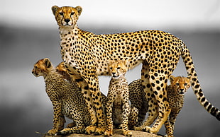 brown and black leopard print throw pillow, animals, cheetah, baby animals, cubs HD wallpaper