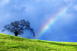 green tree under rainbow HD wallpaper