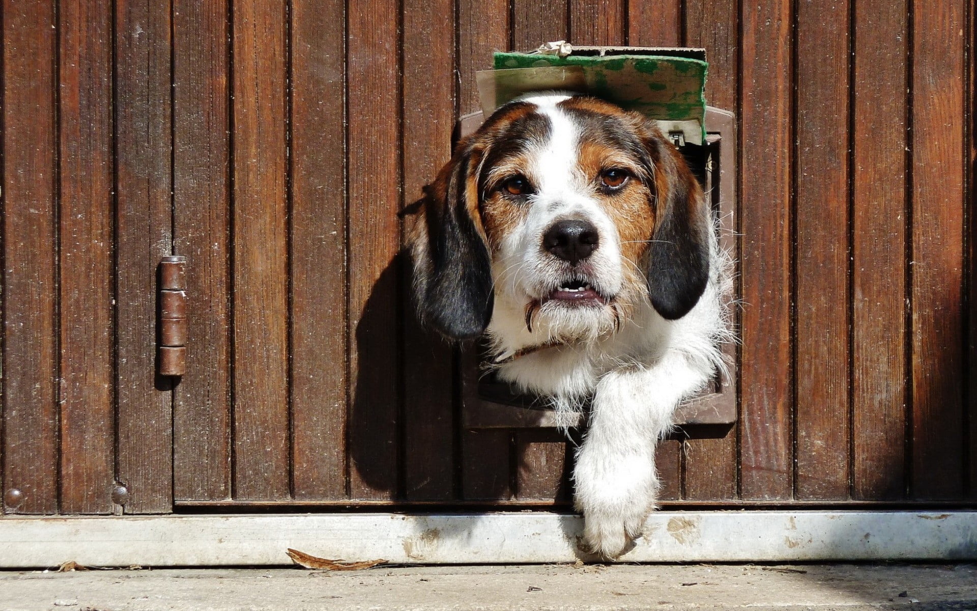 adult tricolor Beagle