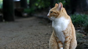 selective focus photo of orange Tabby cat