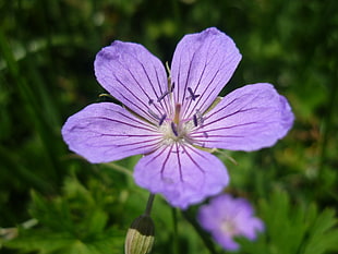 closeup photography of purple Geranium flower HD wallpaper