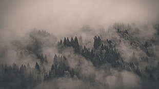 tall tress during fog HD wallpaper