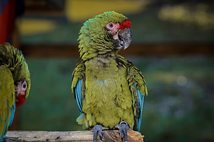 green parrot, Macaw, Parrot, Bird HD wallpaper