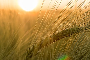 close-up photo of wheat