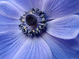close up photography of purple anemone flower HD wallpaper