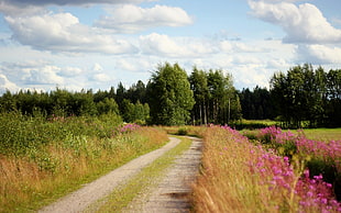 pink flowers beside road during daytime HD wallpaper