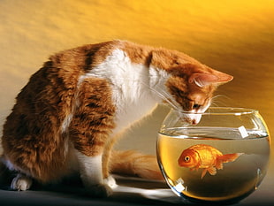 orange and white cat beside round clear glass fish bowl with gold fish HD wallpaper