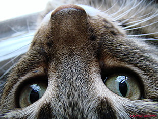 shallow focus photography of silver tabby cat, skipper