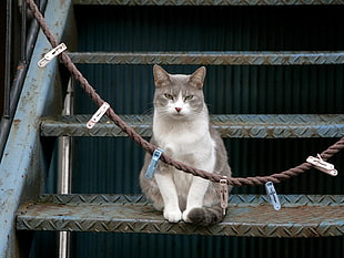 gray tabby cat on stairs