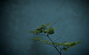 nature, teal, leaves, plants