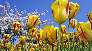 yellow tulip flowers