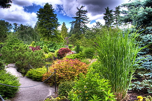 photo of green plants under blue clouded sky