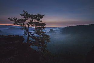 silhouette photography of a tall tree in rock formation with foggy background