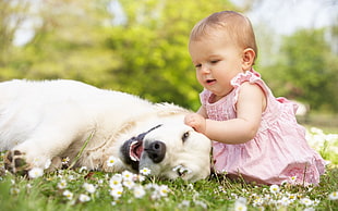 baby in pink dress playing with the yellow Labrador Retriever dog during daytime HD wallpaper