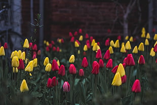 pink and yellow tulips field